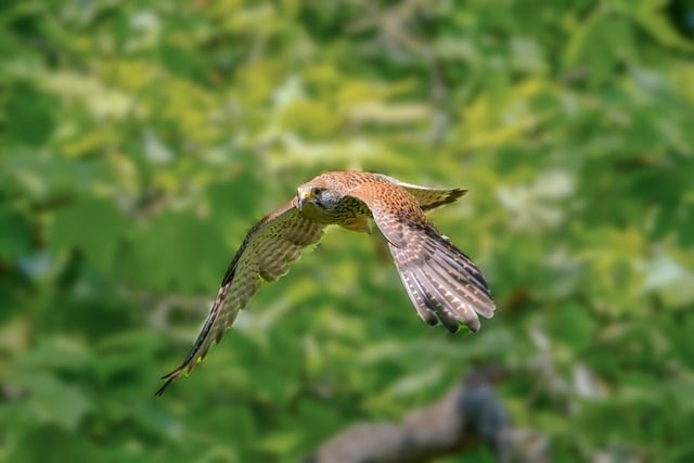四川交院单招分数线