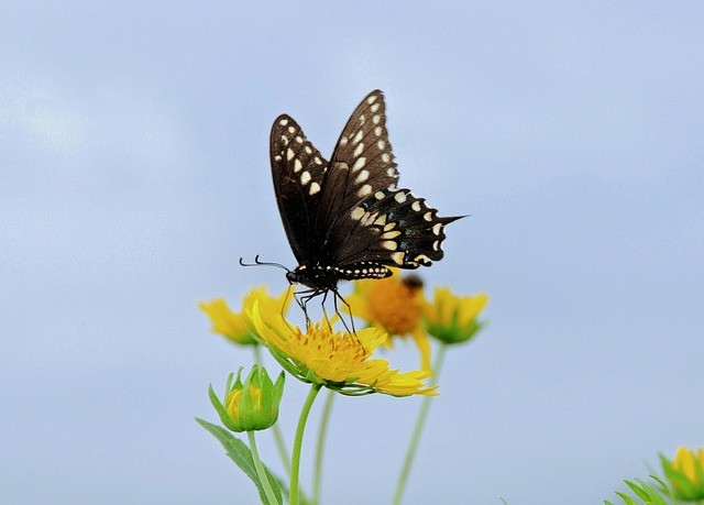 成都单招培训强化班