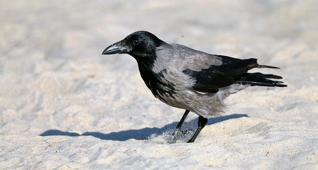 单招四川语文押题