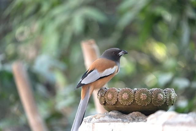 四川单招学校升本率