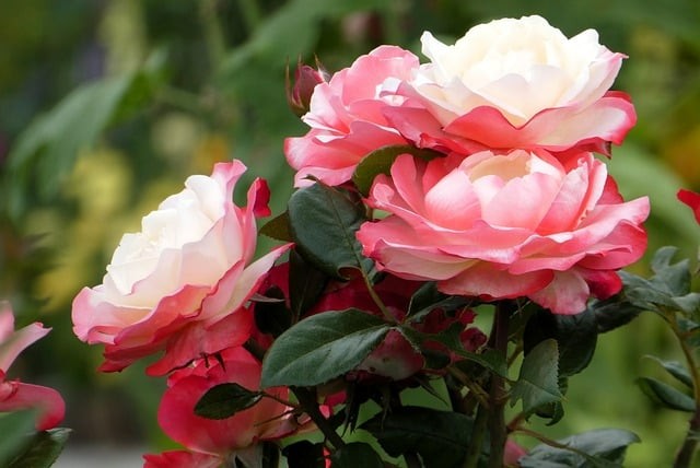 四川省单招真题语文