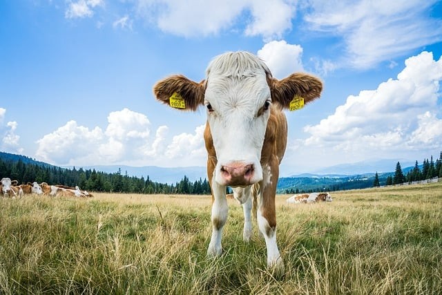 四川单招好久改革