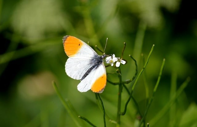 四川单招成都殡葬专业 四川单招成都殡葬专业